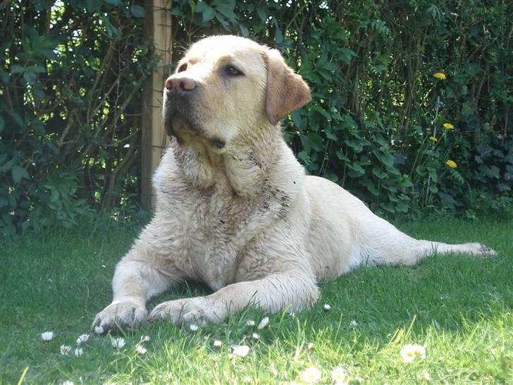 Labrador retriever Chico - Jeg holder øje med alt... billede 4