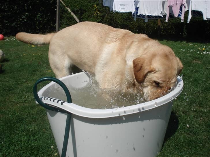 Labrador retriever Chico - Eget badekar SKAL man da ha... billede 5