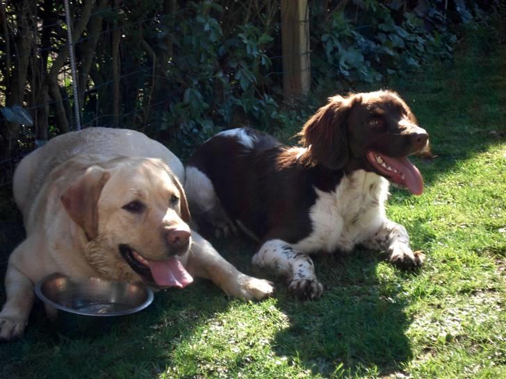 Labrador retriever Chico - Min veninde Sif og jeg billede 6