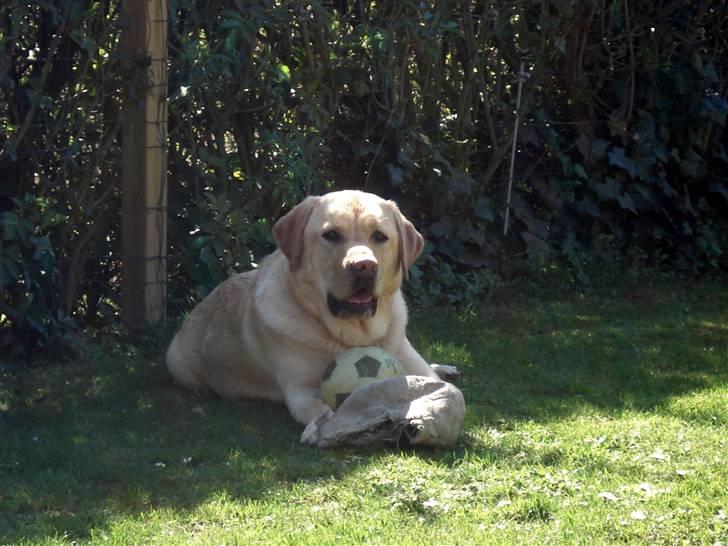 Labrador retriever Chico - Ingen tar min bold billede 7