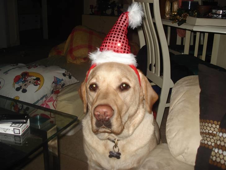Labrador retriever Chico - HO HO her kommer julemanden billede 8