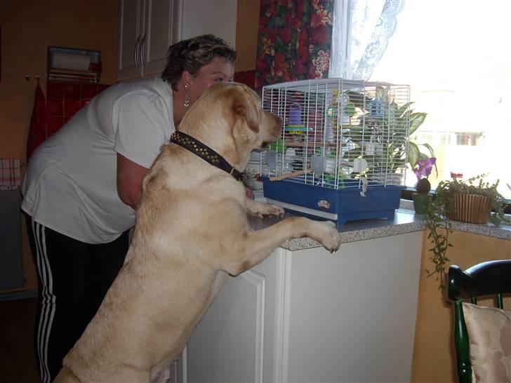 Labrador retriever Chico - Den fugl må da absolut kunne spises... billede 9