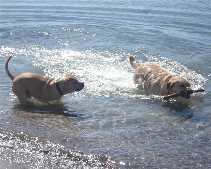 Labrador retriever Chico - Elsker at lege med Joe ved stranden, men Joe er en kylling og tør ikke gå for langt ud. April 2010 billede 10