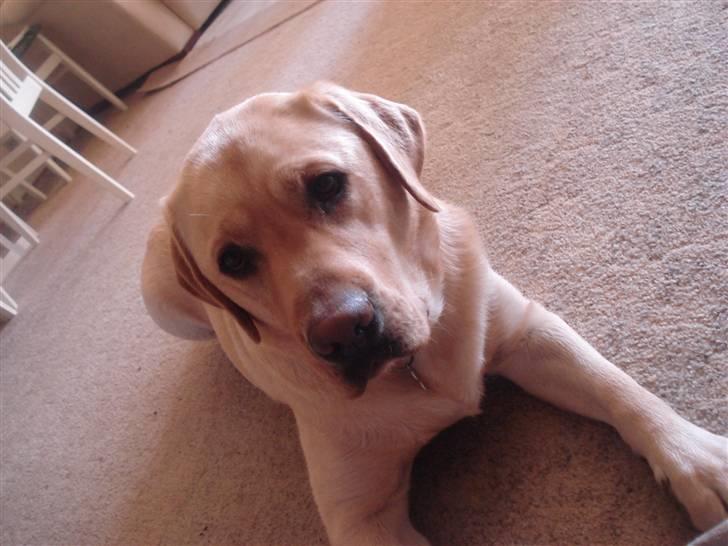 Labrador retriever Chico - Er jeg ikke bare lækker da??? billede 11