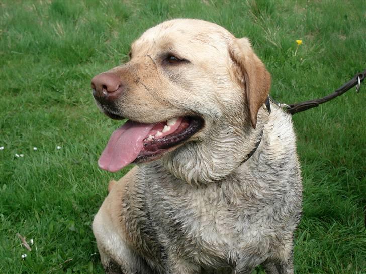 Labrador retriever Chico - Jeg kan så godt lide at være beskidt billede 12