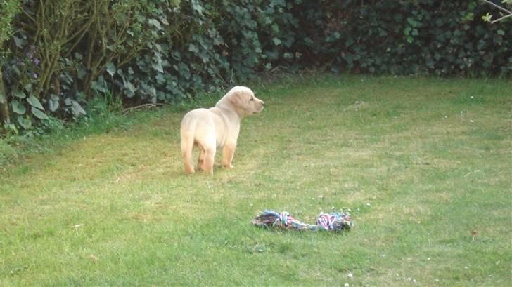 Labrador retriever Chico - Her er jeg lige kommet hjem 8 uger gammel billede 13