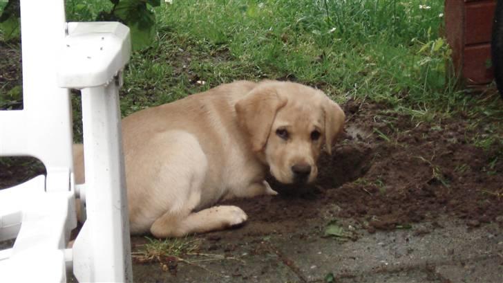 Labrador retriever Chico - Ej jeg ved godt jeg ikke må grave, men det er altså skægt haha billede 14