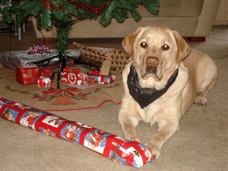 Labrador retriever Chico - Uhh jeg har fået en gave... Må jeg snart pakke op??? billede 15