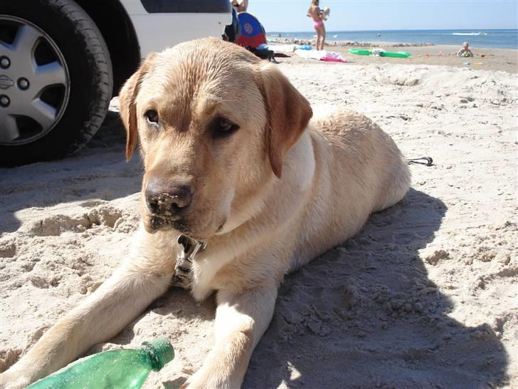 Labrador retriever Chico - Dejligt at ligge i sandet og slikke solskin billede 16