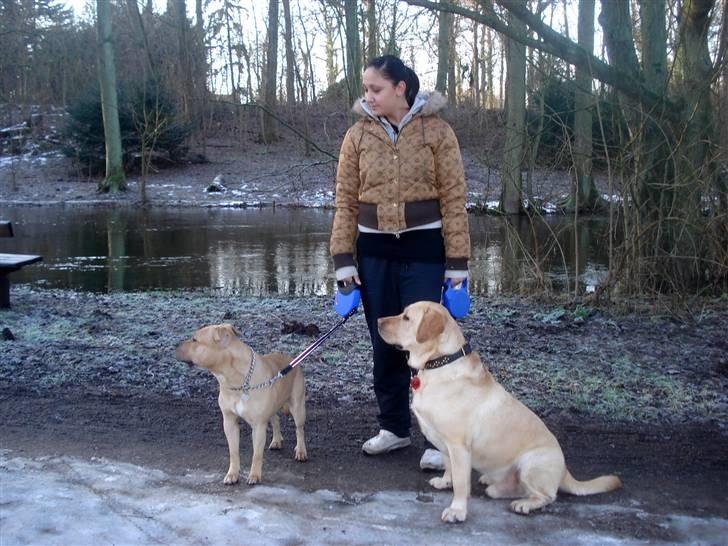 Labrador retriever Chico - Ved skovsøen med Joe og Lisa. Dec ´09 billede 17