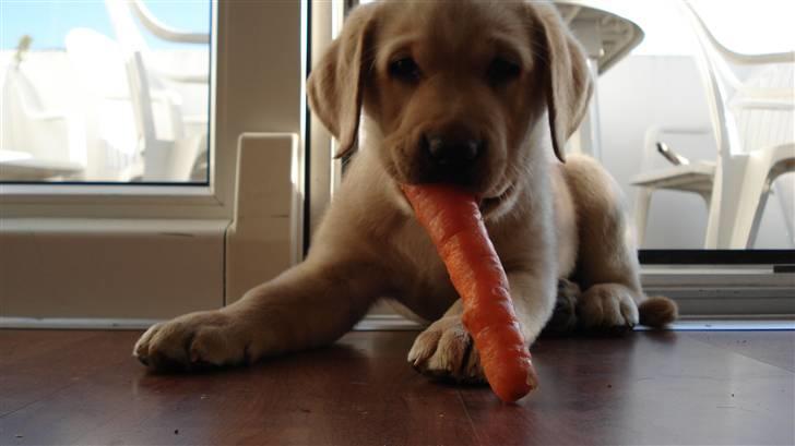 Labrador retriever Chico - Som lille elskede jeg gulerødder billede 18