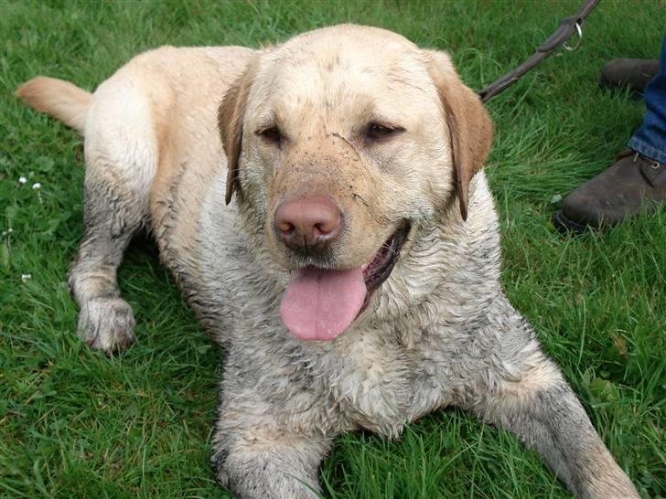 Labrador retriever Chico - Fandt lige lidt mudder, som jo KUN er til, for at jeg skal lægge mig i det.... billede 19