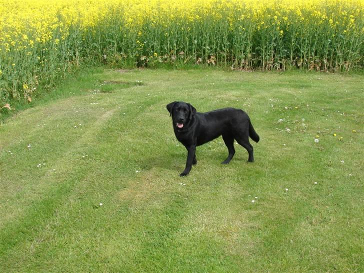 Labrador retriever Frede - Taget d.21.05.2009 billede 16