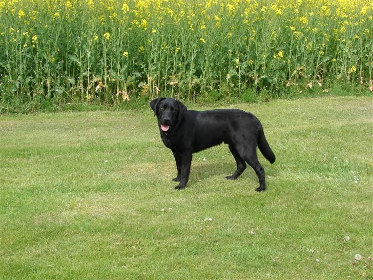 Labrador retriever Frede - Taget d.21.05.2009 billede 17