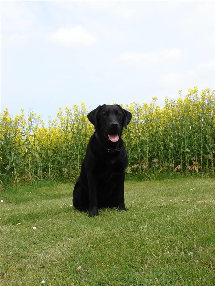 Labrador retriever Frede - Taget d.21.05.2009 billede 18