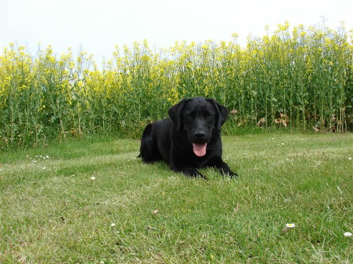 Labrador retriever Frede - Taget d.21.05.2009 billede 19