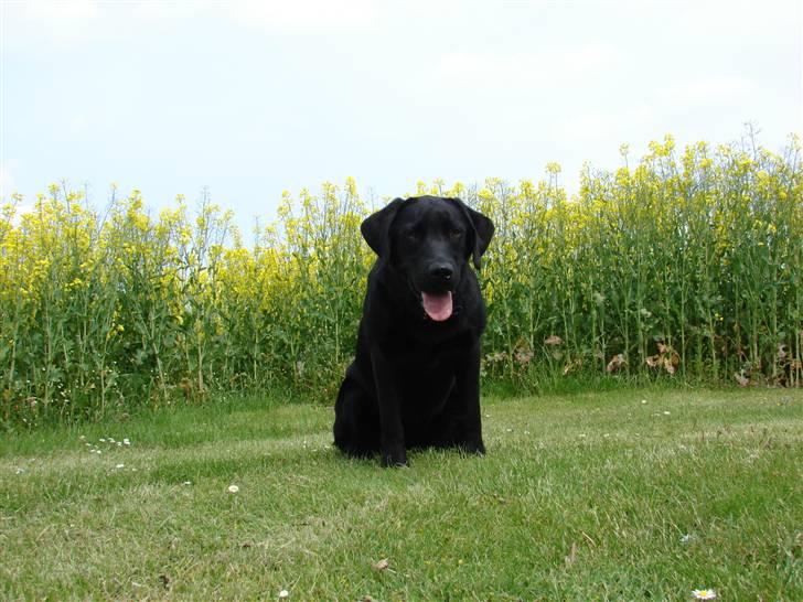 Labrador retriever Frede - Taget d.21.05.2009 billede 20