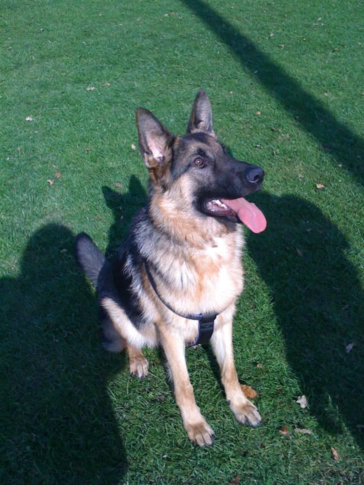 Schæferhund  R.I.P  *Cæsar* billede 1