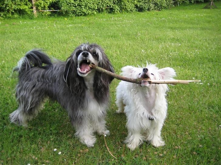 Chinese crested powder puff Kong Laban aflivet - mig og min bedste ven! :o) billede 14