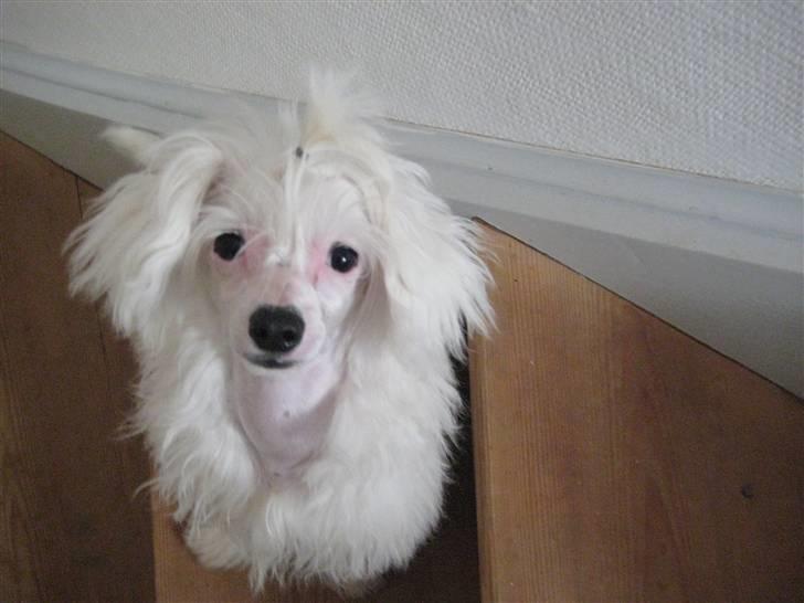 Chinese crested powder puff Kong Laban aflivet - hvor er han smuk! :o) billede 15