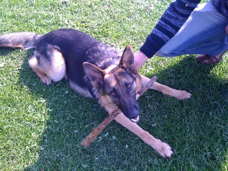 Schæferhund  R.I.P  *Cæsar* billede 2