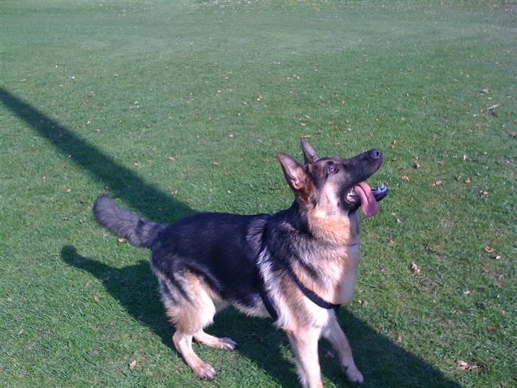 Schæferhund  R.I.P  *Cæsar* billede 3