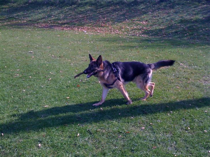 Schæferhund  R.I.P  *Cæsar* billede 4