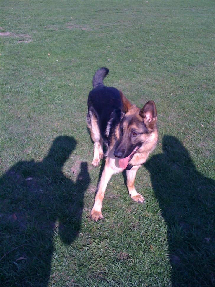 Schæferhund  R.I.P  *Cæsar* billede 5