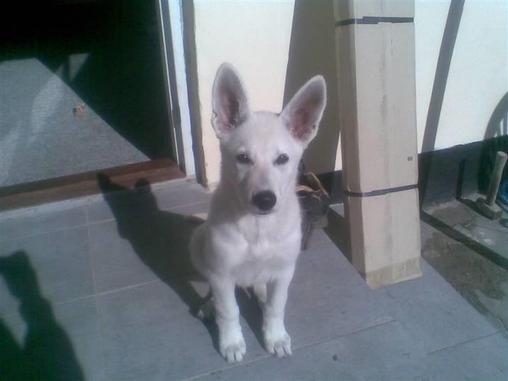 Hvid Schweizisk Hyrdehund ny hviddueholm´s isi - hvor sidder jeg bare pænt  billede 1