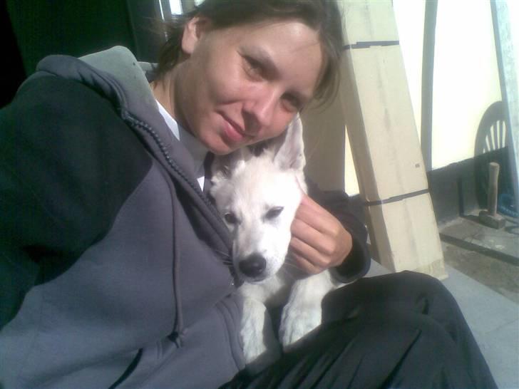 Hvid Schweizisk Hyrdehund ny hviddueholm´s isi - min egen mor billede 3