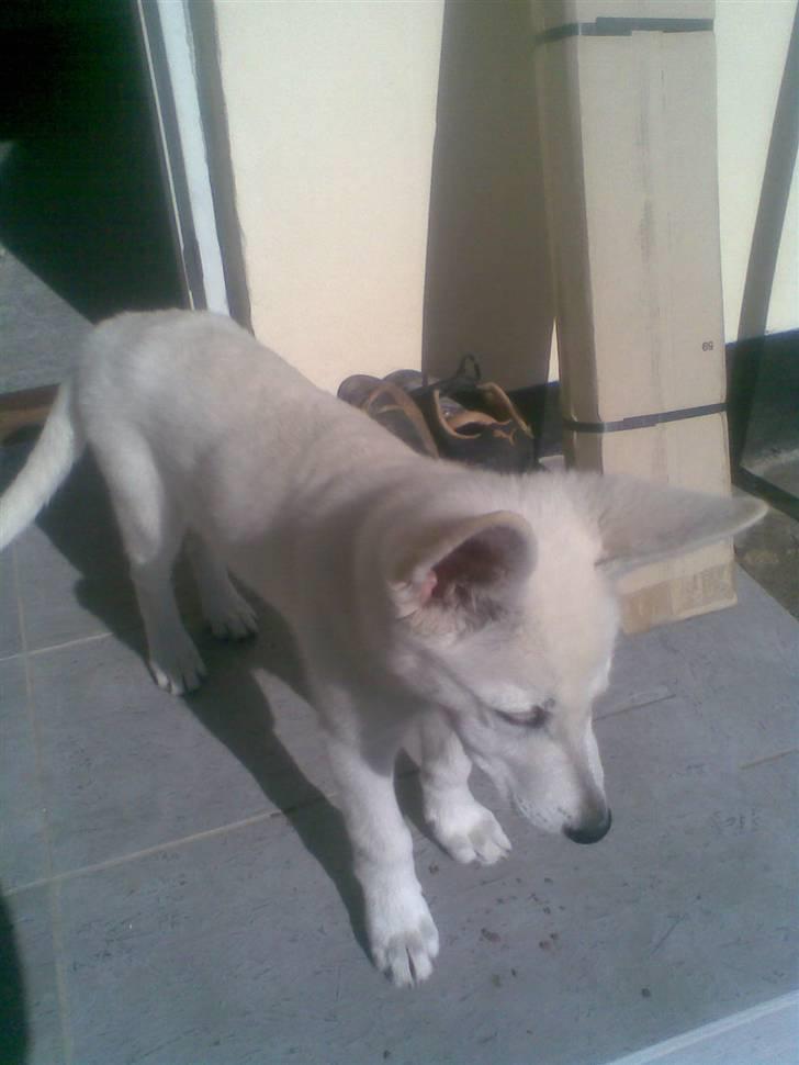 Hvid Schweizisk Hyrdehund ny hviddueholm´s isi - ud i haven  billede 4