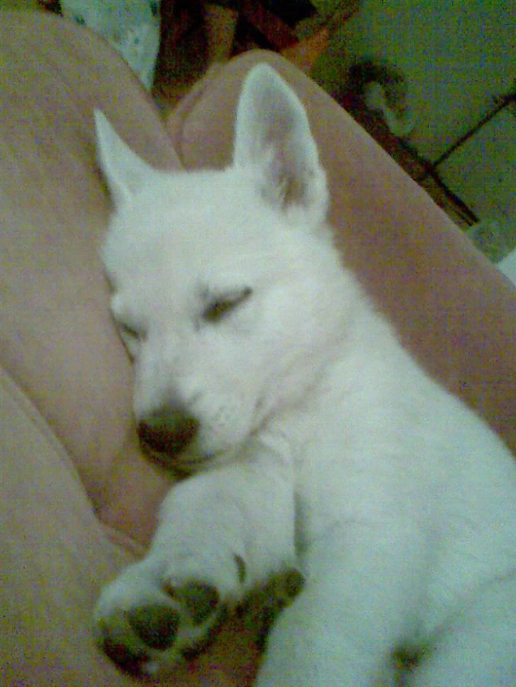 Hvid Schweizisk Hyrdehund ny hviddueholm´s isi - dejlig med en lille lur efter træning billede 5