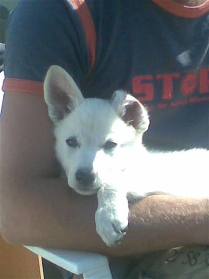 Hvid Schweizisk Hyrdehund ny hviddueholm´s isi - så slapper man af billede 6