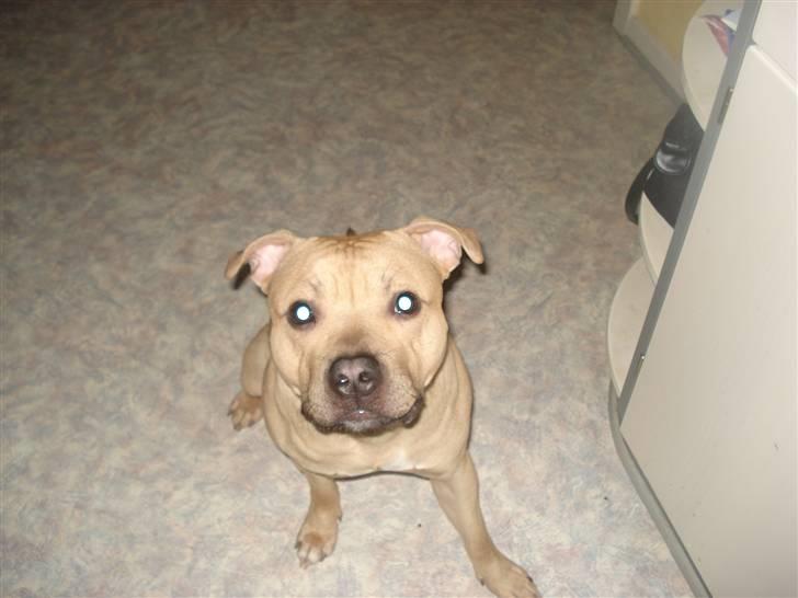 Blanding af racer Joe (himmelhund) - Dec. 09 billede 4