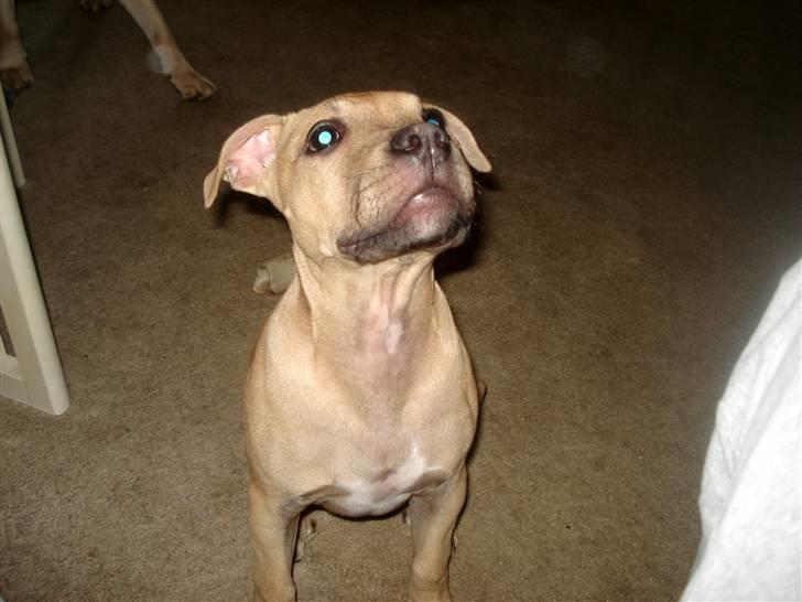 Blanding af racer Joe (himmelhund) - MOOOOAR .. er jeg ikke fin ? :) billede 6