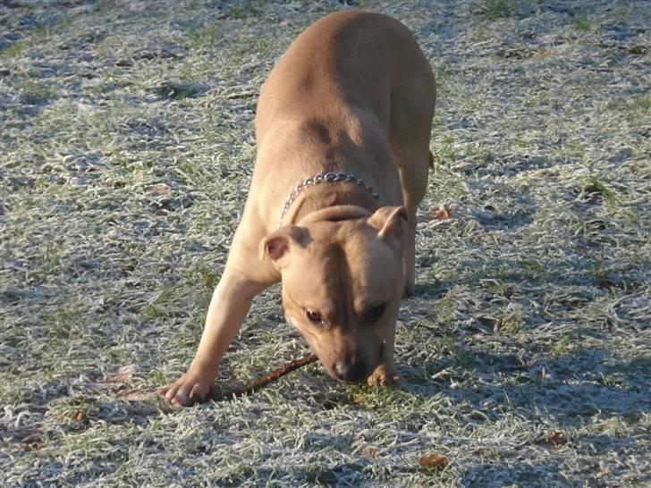 Blanding af racer Joe (himmelhund) - Dec. 09 billede 7