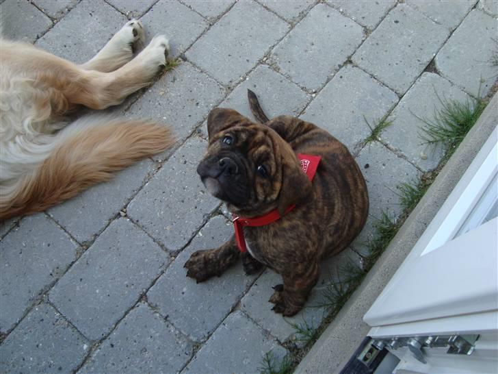 Olde english bulldogge Bertha - Er jeg ikke bare "nuser"??? billede 1