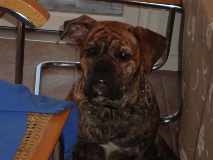 Olde english bulldogge Bertha - Hold så op med alt det fotograferen du!!! ;o) billede 2