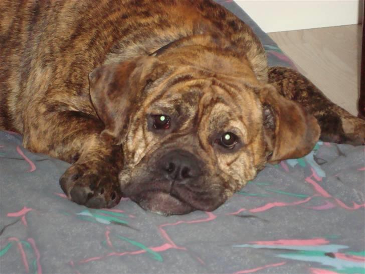 Olde english bulldogge Bertha - Godnat krøllefjæs...*Smiler* billede 6