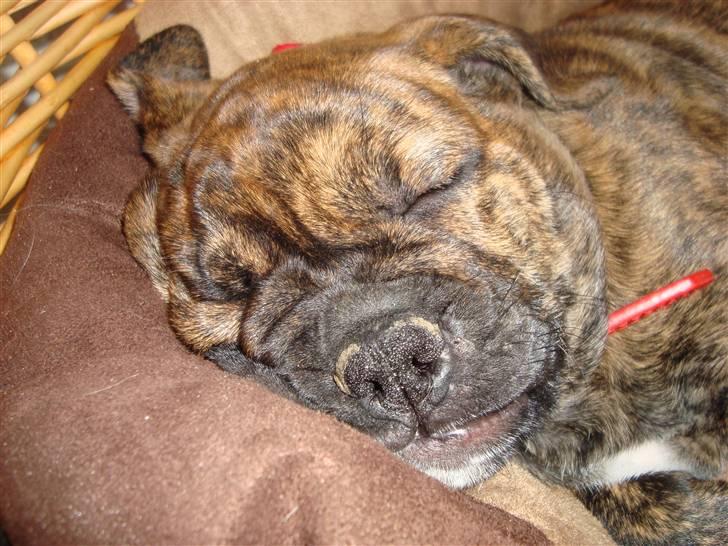 Olde english bulldogge Bertha - Uhmmm dejligt med en lur.... billede 7