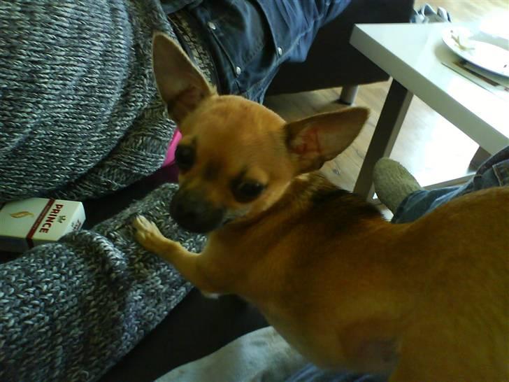 Chihuahua °º• ¤ Tilde ¤ •º° billede 3