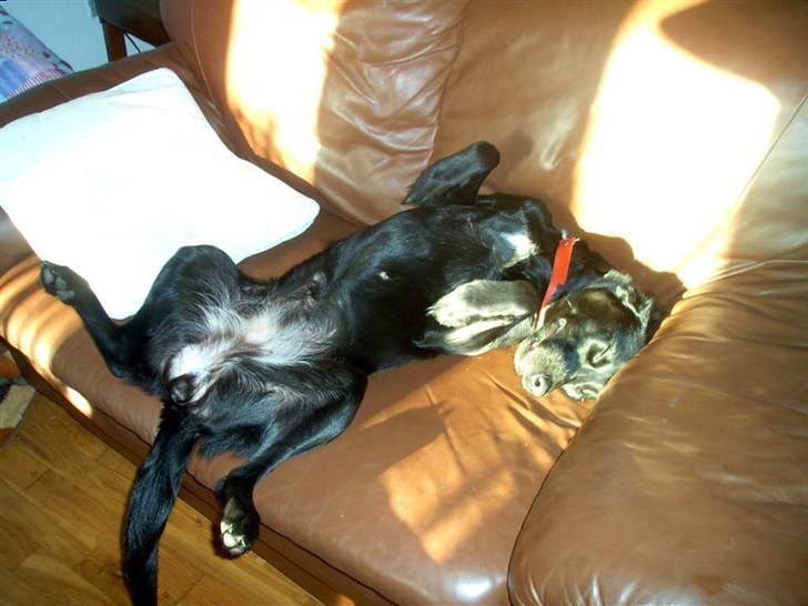 Blanding af racer Sussi billede 10