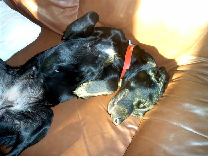 Blanding af racer Sussi billede 11