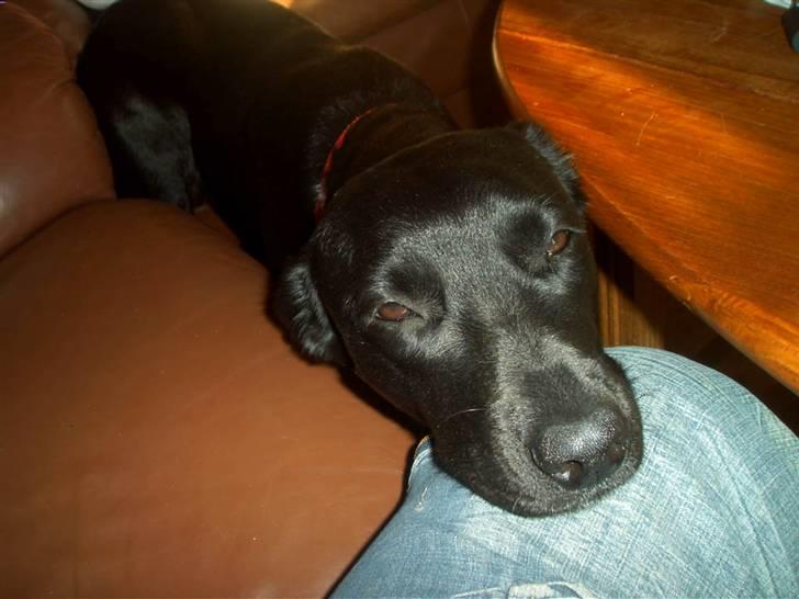 Blanding af racer Sussi billede 12