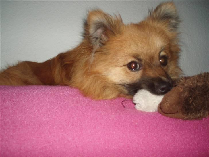 Pomeranian Rockey  - Det MIN fritte ! MIN og jeg SKAL have den med i seng, mi ´´sutte klud´´  billede 5