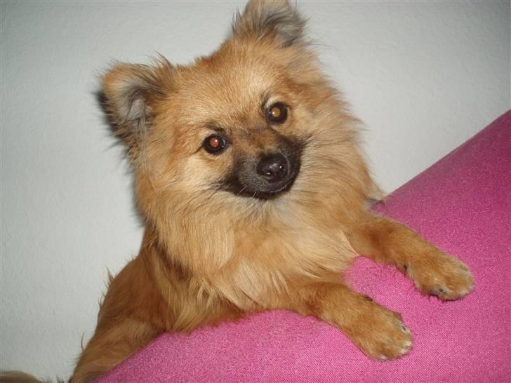 Pomeranian Rockey  - Ligger oppe på sofa ryggen, Iih hvor kan jeg se meget heroppe fra . billede 6