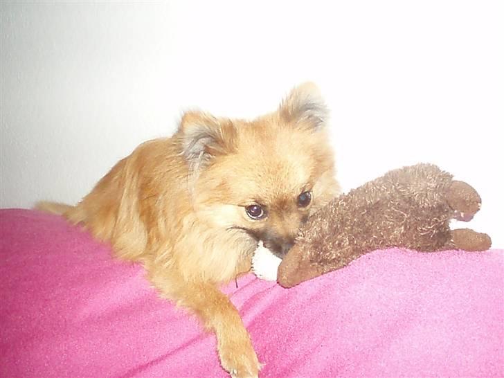 Pomeranian Rockey  - Igen det KUN MIN ! <3 billede 7