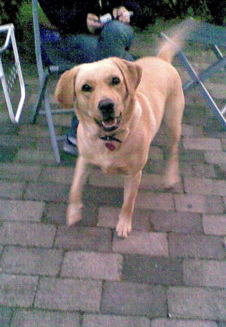 Labrador retriever Chilla billede 1