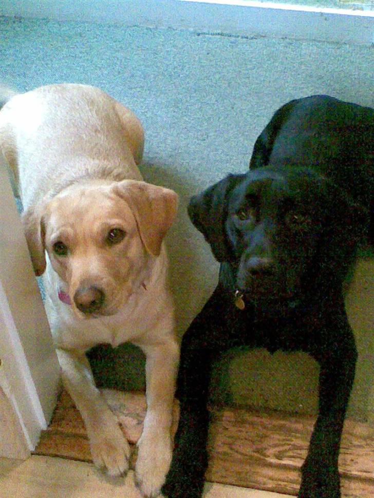 Labrador retriever Chilla billede 2