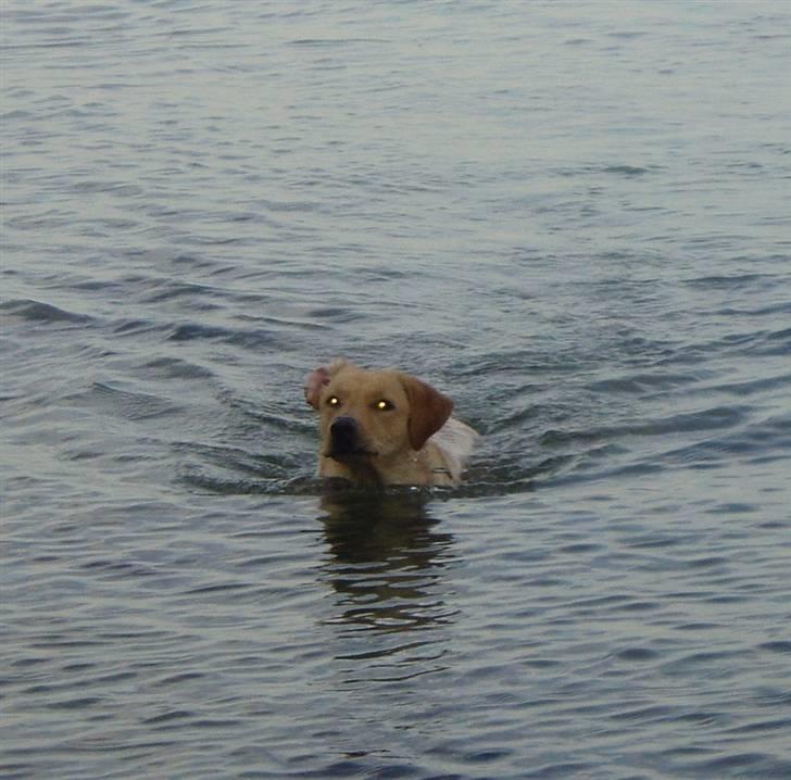 Labrador retriever Chilla billede 3